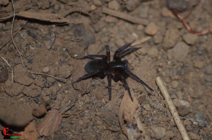 Amaurobius ferox conferma